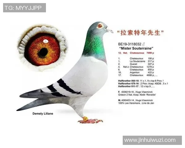 杭州篮球队以53分领跑欧锦赛积分榜展现强劲实力